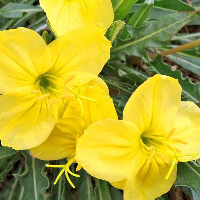Yellow flowers. 