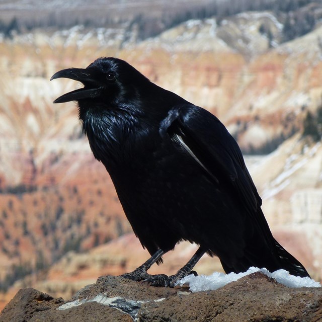 Raven Standing on Cedar Breaks Overlook