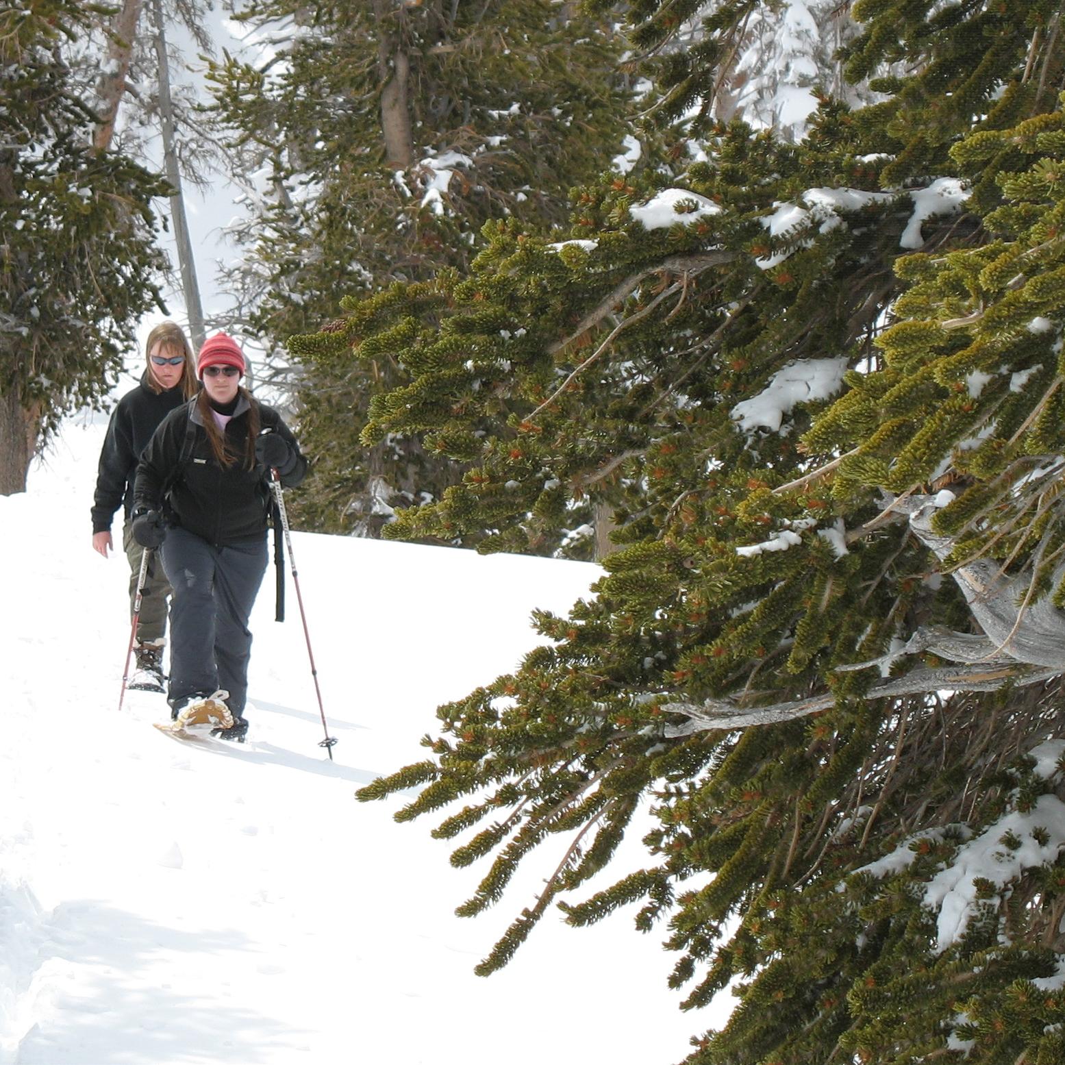 Two people walk toward the camera over snow and through trees on either side.