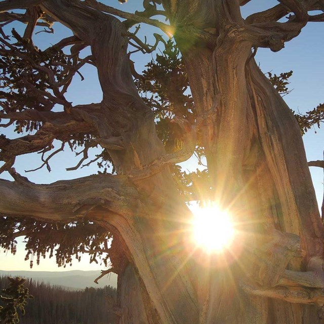 Sun shining between the branches of an old tree. 