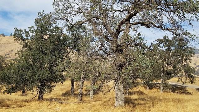 Blue oaks 