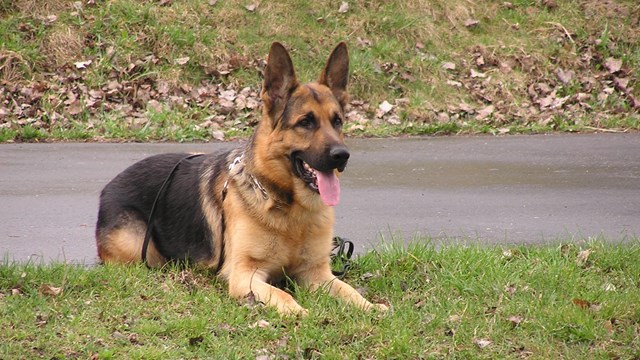 A German shepherd