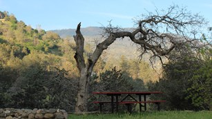 A picnic table beneath an oak tree