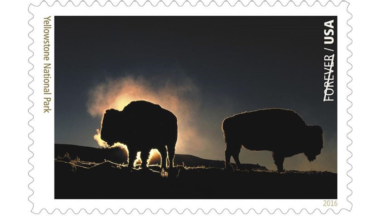 Stamp depicting bison silhouetted at night 