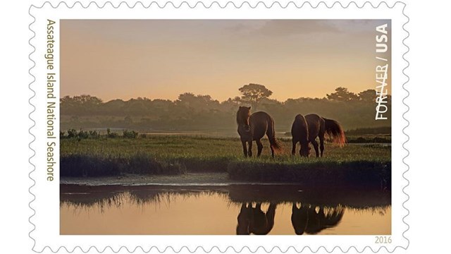 Stamp featuring ponies of Assateague Island