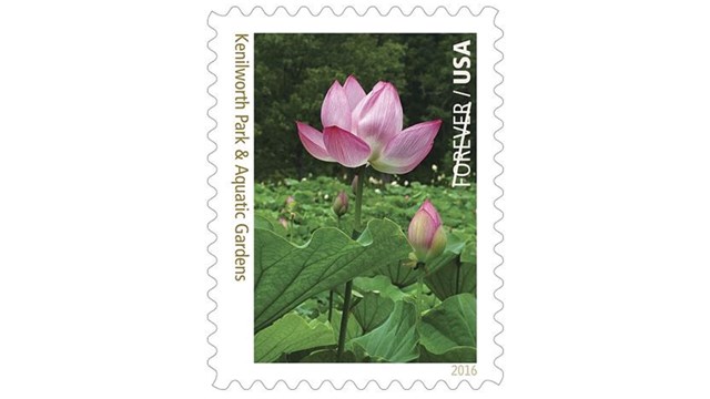 Stamp featuring a lotus