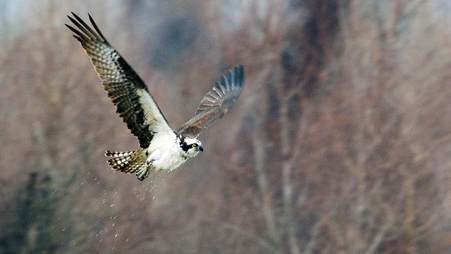 Osprey In Flight