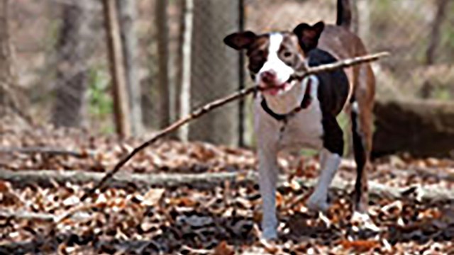 Dog with stick running at you.