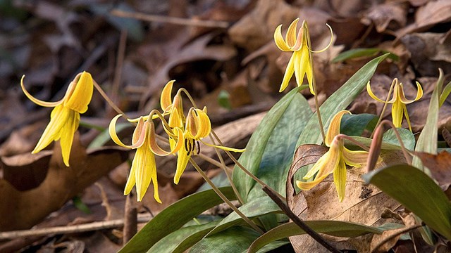 Photograph of a cluster of Yellow Trout Lily's in bloom.