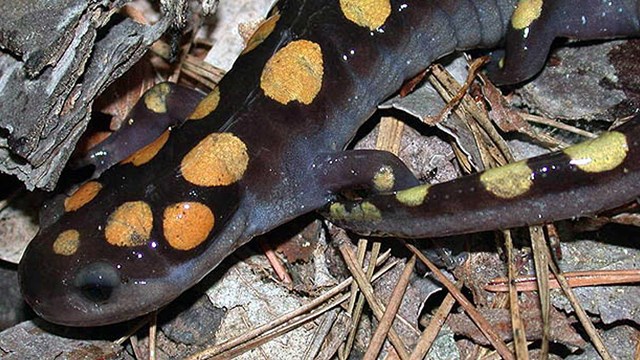 Photograph of a Spotted Salamander with yellow spots on dark body.