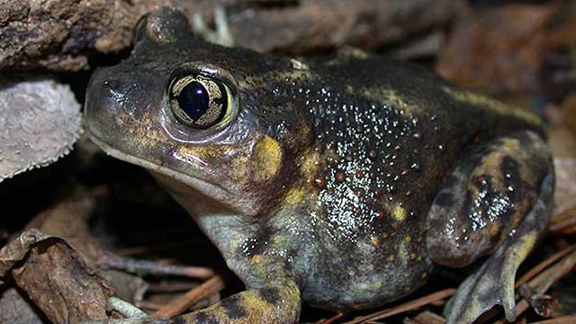 Eastern Spadefoot frog has olive colored skin.