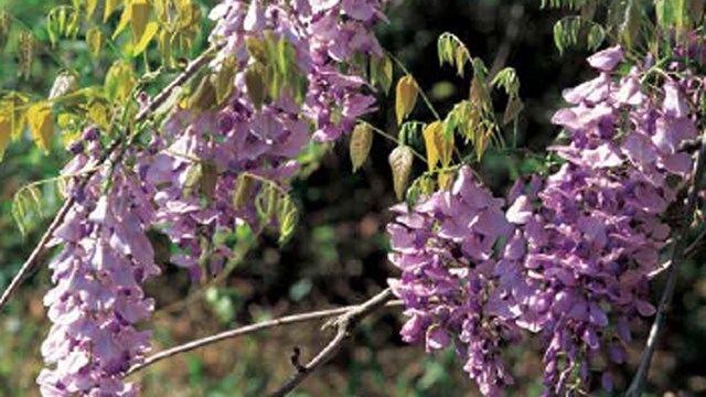 Bloom of a Nonnative Wisteria