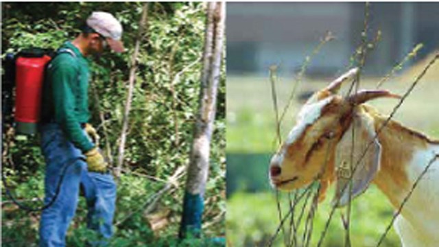 Left photo shows man spraying plants right photo shows goat eating plants.