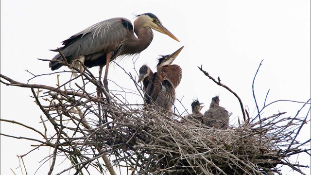 Adult Great Blue Heron in a nest with 4 young ones.