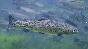 Underwater view of a Rainbow Trout, photo credit: USFWS, Engbretson, Eric