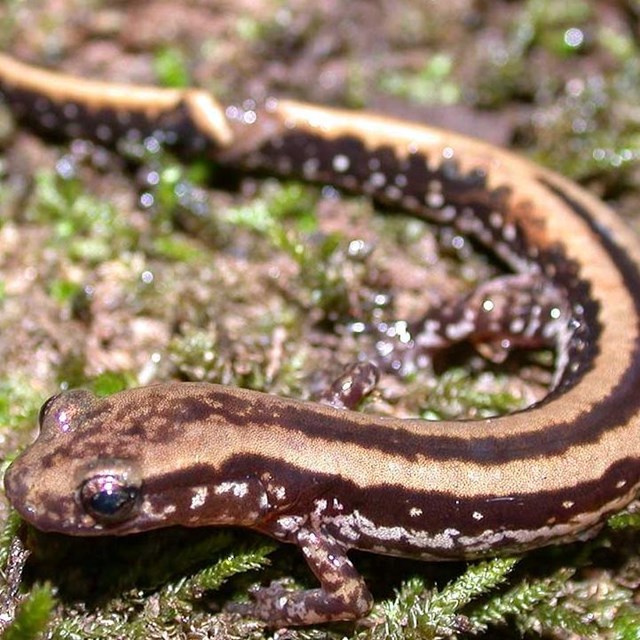 Photograph of salamander with 3 tan and 2 yellow stripes from head to tail.