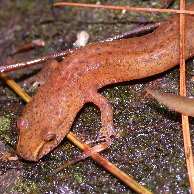 Photo of salamander that is salmon in color and a light strip running from eye to nostril.