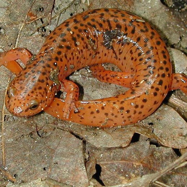 Photo of a large and stout salamander with orange colored body and many irregular black spots.