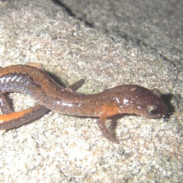 Photograph of salamander with a red back.