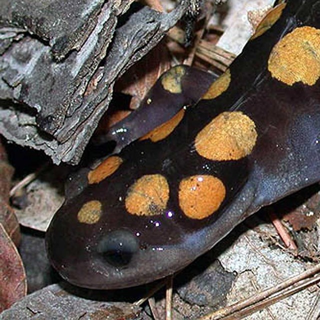 Photograph of dark salamander with large yellow spots.