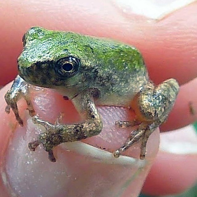 Cope's Grey Treefrog (Hyla chrysoscelis) being held between somebodies thumb and first finger.