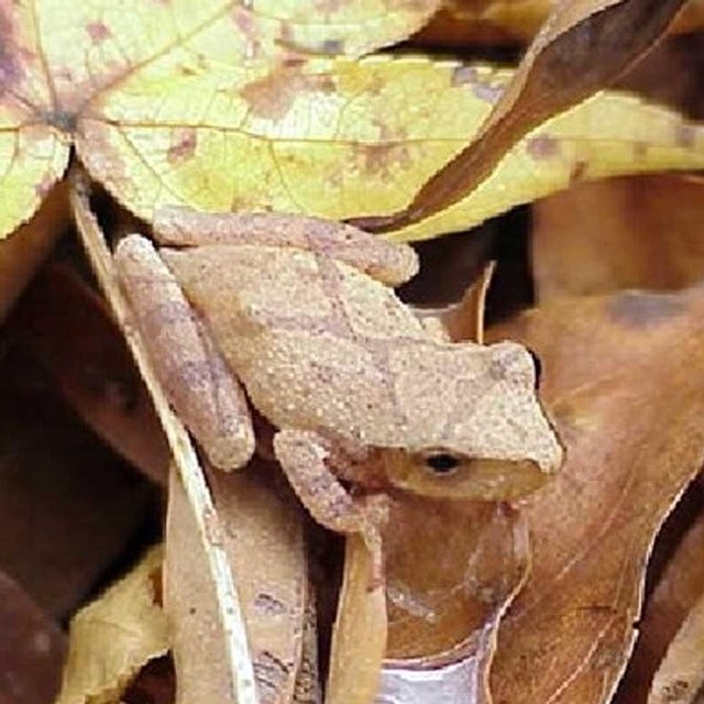 Spring Peeper (Pseudacris crucifer) well camouflaged sitting among fallen yellow and brown leaves.