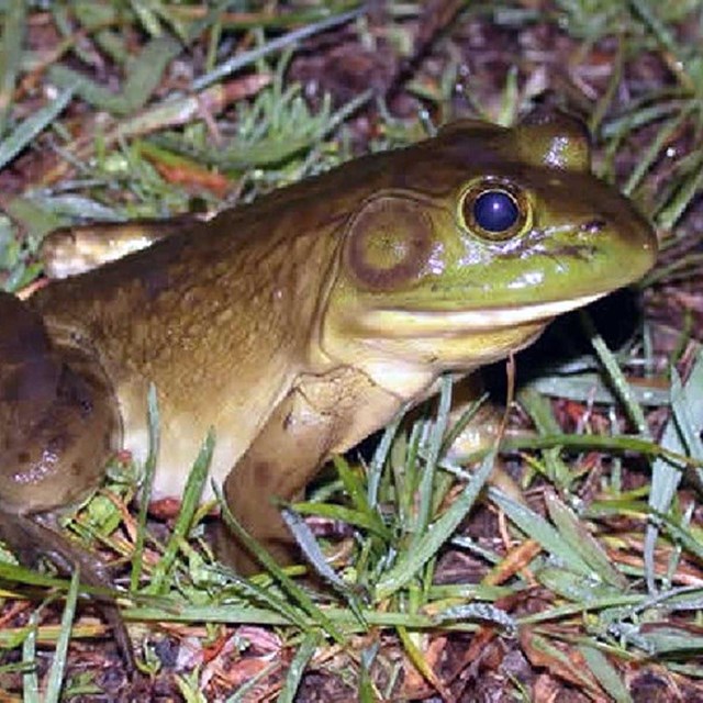 American Bullfrog (Lithobates catesb) facing to the right in some grass.