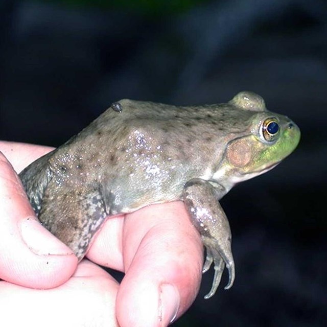 Green Frog (Lithobates clamitans) trying to escape from being held in a hand.