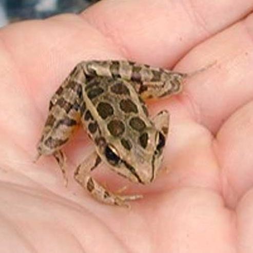 Pickerel Frog (Lithobates palustris) in the palm of a hand.