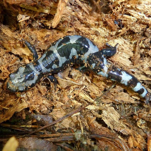 Marbled Salamander (Ambystoma_opacum) sitting on brown leaf litter.