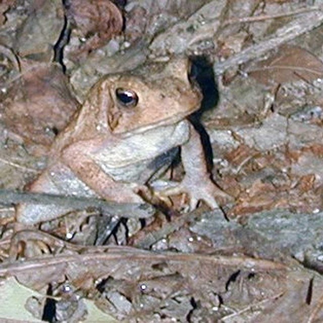 Fowler's Toad, Anaxyrus fowleri sitting amongst dried leaf litter