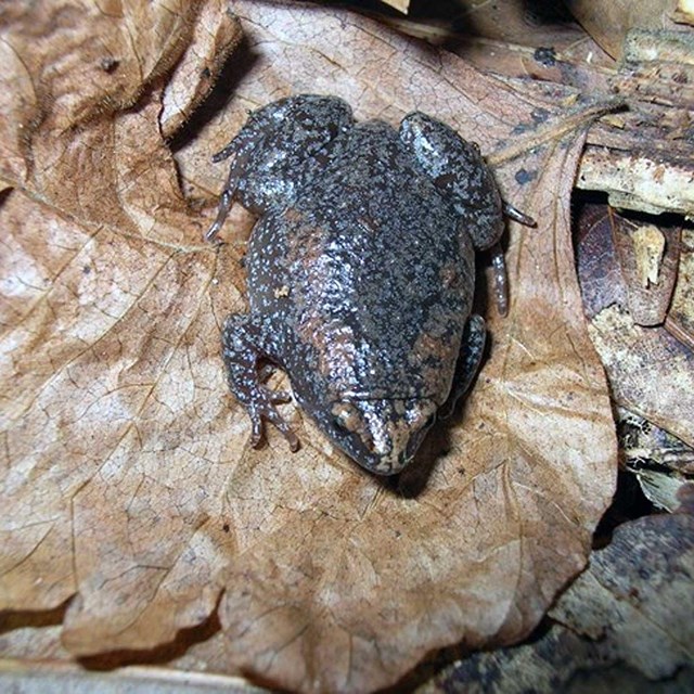 Eastern Narrow-Mouthed Toad (Gastrophryne carolinensis) sitting on brown leaf.