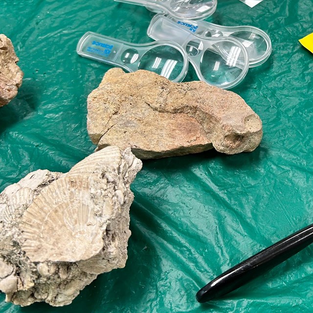 Magnifying glasses and fossils on table