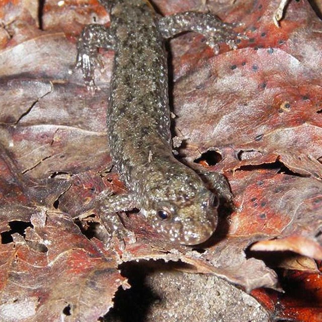 Photograph of salamander with dusky tan to dark brown back color and mottled sides.