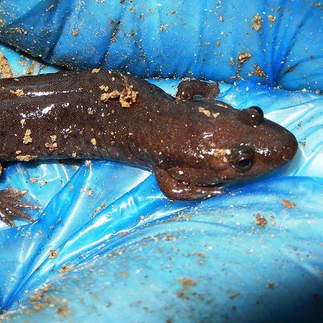 Photograph of grayish salamander with lighter areas of brown splotches.