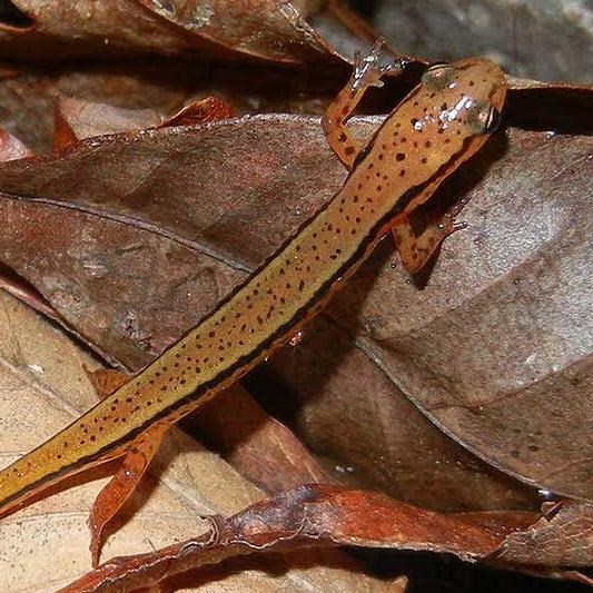Photo of salamander with yellowish skin with two stripes running from the eyes to the tail.