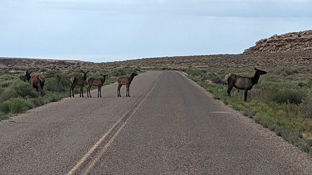 Elk walking across a paved road.