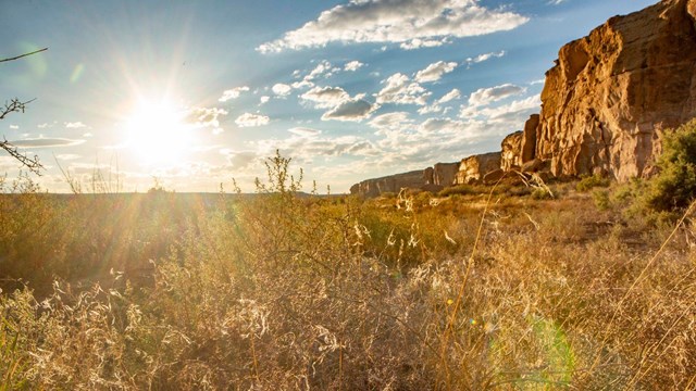 The sun illuminating plants with the canyon walls in the background.