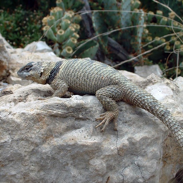 A lizard perched on a rock with cactus in the background