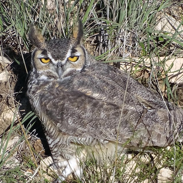 An owl standing on the ground looking at the camera surrounded by grass and some rocks