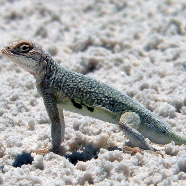 small lizard with a gray spotted back on white sand