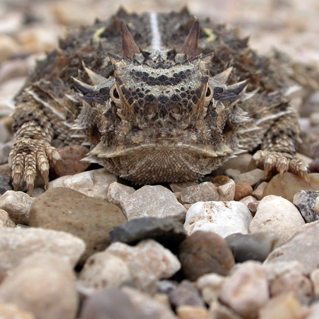 lizard with many horns laying in small pebbles looking straight into the camera