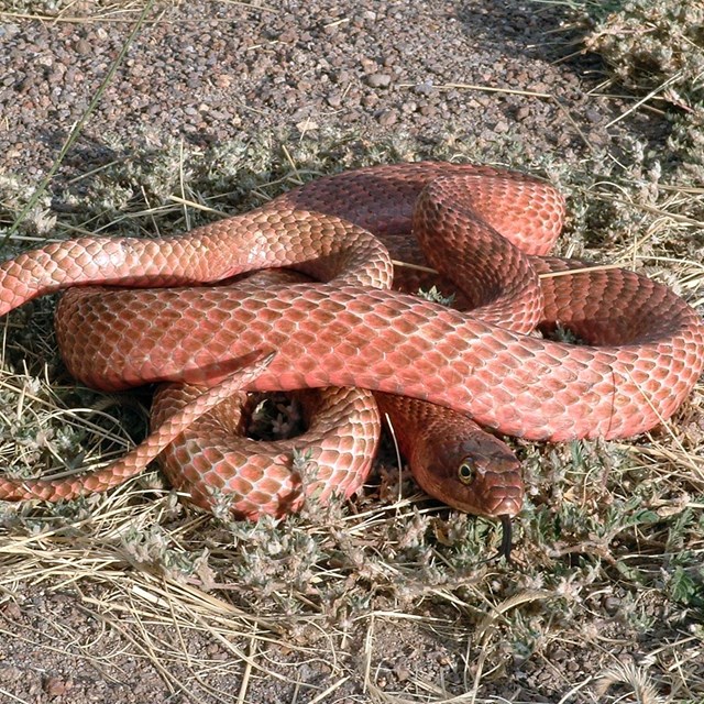 pink snake curled up with its tongue out laying in a patch of short plants surrounded by bare gravel