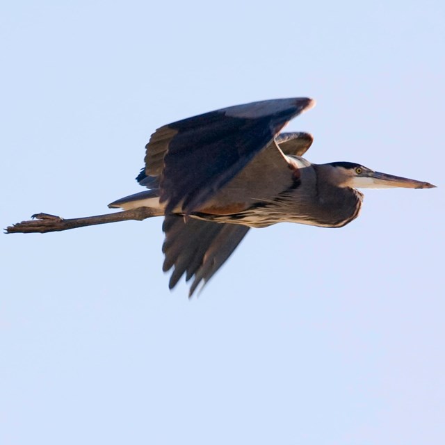 A heron flying through the air with its legs straight back and clear sky behind it