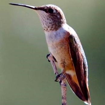 Broad-tailed hummingbird perched on a branch.