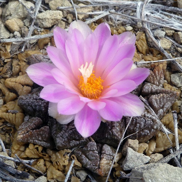 Living rock cactus with flower