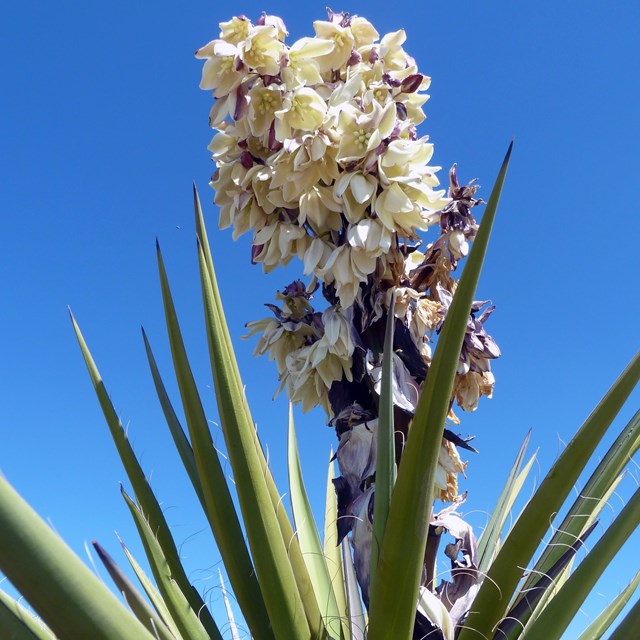 Yucca plant in bloom.