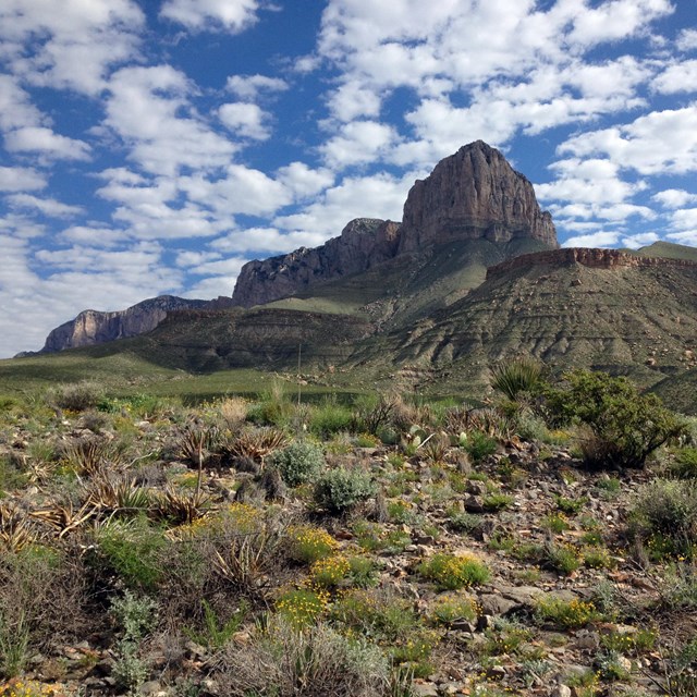 Chihuahuan desert landscape with the Chisos mountains in the background