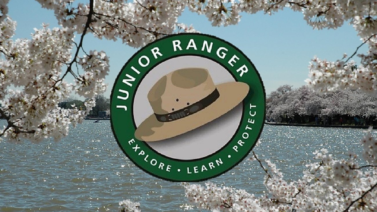 A junior ranger logo around a park service flat hat on a background of blooming cherry trees