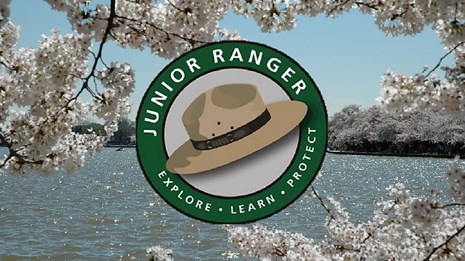 A junior ranger logo around a park service hat on a background of blooming cherry trees